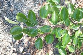 Leaves of Pyrus pashia Buch.-Ham. ex D.Don