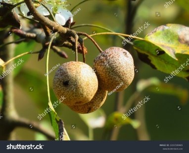 Seed of Pyrus pashia Buch.-Ham. ex D.Don