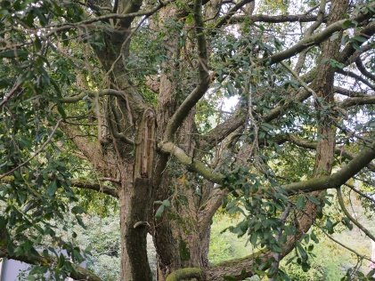 Bark of Quercus floribunda Lindl. ex A.Camus