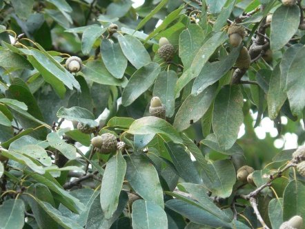 Fruit of Quercus floribunda Lindl. ex A.Camus