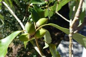 Fruit of Quercus glauca Thunb.