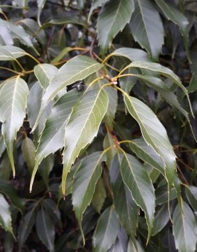 Leaves of Quercus glauca Thunb.