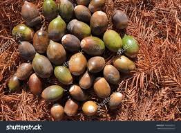 Seed of Quercus glauca Thunb.