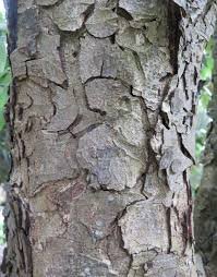 Bark of Quercus leucotrichophora A.Camus