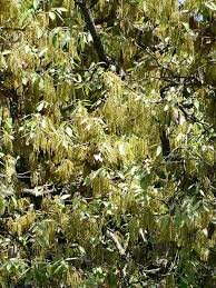 Flower of Quercus leucotrichophora A.Camus
