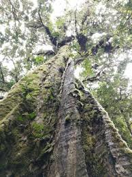 Bark of Quercus semecarpifolia Sm.
