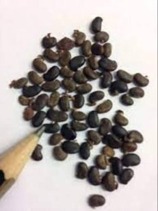 Seed of Robinia pseudoacacia L.