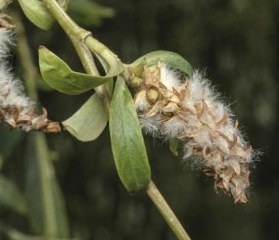 Fruit of Salix babylonica L.
