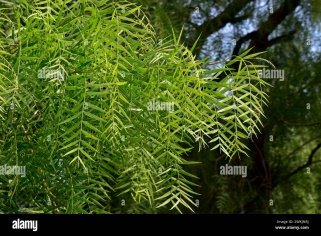 Leaves of Salix babylonica L.