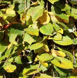 Leaves of Salix caprea L.