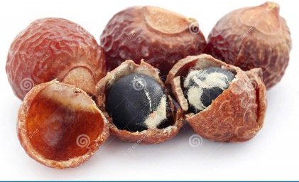 Seed of Sapindus mukorossi Gaertn.