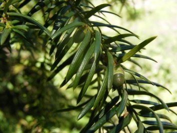 Leaves of Taxus contorta Griff.