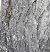 Bark of Ulmus villosa Brandis ex Gamble