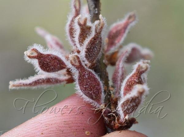 Fruit of Ulmus villosa Brandis ex Gamble