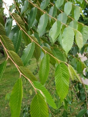 Leaves of Ulmus villosa Brandis ex Gamble