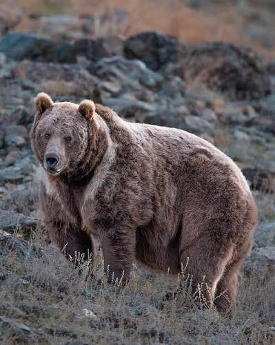 Himalayan Brown Bear